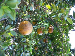 Bollicine all’italiana: la rivincita del chinotto