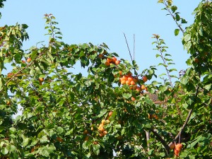 Le albicocche e la sagra di Valleggia