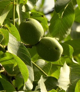 Noci ancora verdi: per fare il nocino occorrono quelle con il mallo