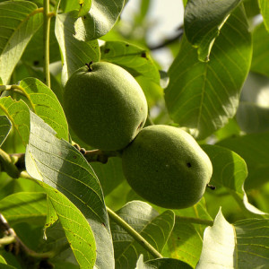 Noci ancora verdi: per fare il nocino occorrono quelle con il mallo