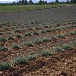 Campi di lavanda nei pressi di Valensole