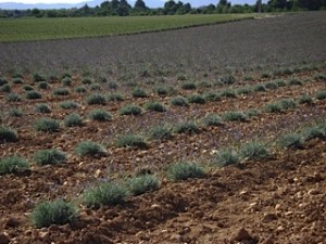 Campi di lavanda nei pressi di Valensole