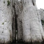 Cassis, le calanques