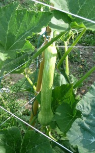 Una zucchina ligure, la "trombetta di Albenga"