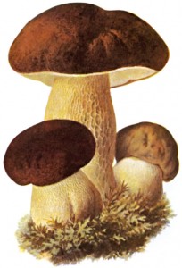 Porcini e non solo. I funghi secchi tra storia e cucina