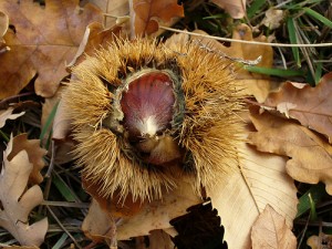 Cuneo, torna la Fiera nazionale dedicata a castagne e marroni