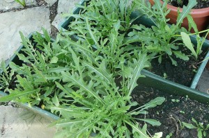 Un pesto con la rucola, l’erba lussuriosa dei Romani