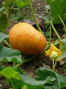 Zucca, la ricetta dei tortelli alla lombarda