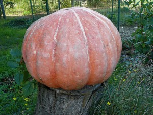 Murta, nozze d’argento per la Mostra della zucca