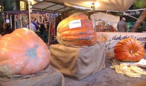 La zucca 'regina'