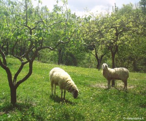 Pecore Montebore (c) Agriturismo Vallenostra