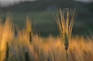 Perugia, torna il Gluten free fest