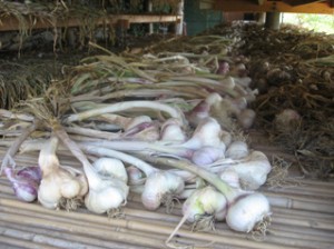 La tradizionale fiera dell’aglio a Vessalico