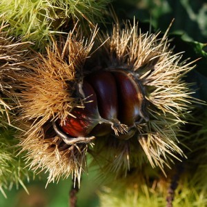 castagne