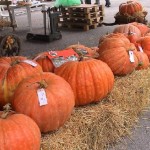 zucca di rocchetta