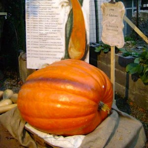 Zucca Murta