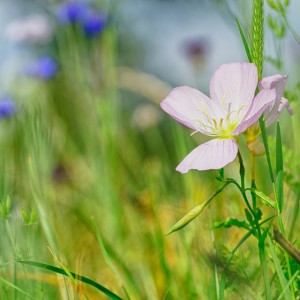 Primavera Fiori