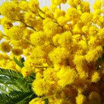 mimosa