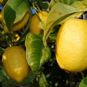 limoni