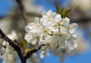 Focaccia, farinata e passeggiate gastronomiche: il nostro weekend