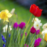 1024px-Colorful_spring_garden