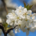 800px-Prunus_cerasus_LC0133