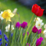 1024px-Colorful_spring_garden