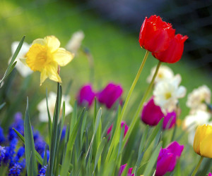 1024px-Colorful_spring_garden