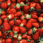 Chandler_strawberries