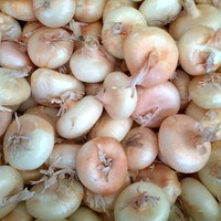 Cipolle borettane in agrodolce: la ricetta
